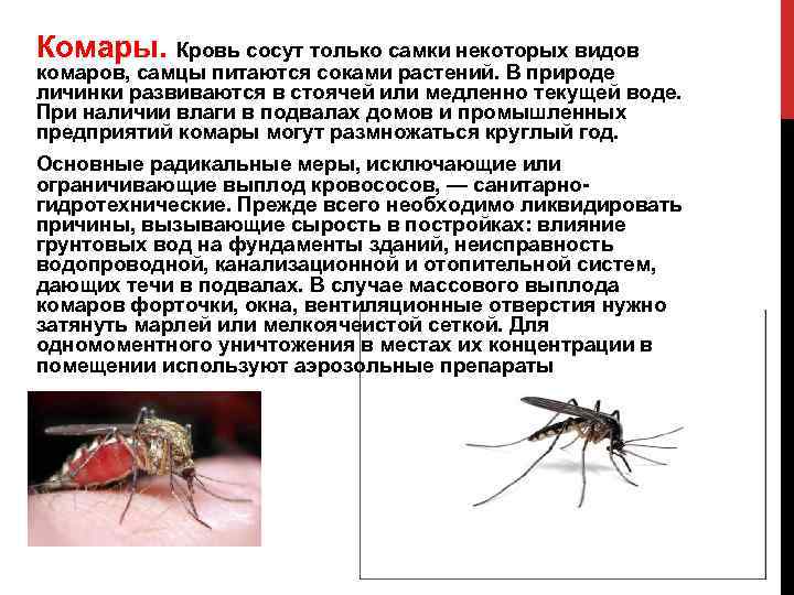 Какие животные питаются личинками комаров. Самки комаров. Чем питаются комары. Самец комара. Самка комара.