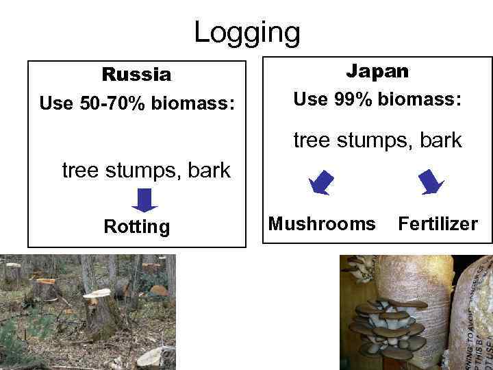Logging Russia Use 50 -70% biomass: Japan Use 99% biomass: tree stumps, bark Rotting