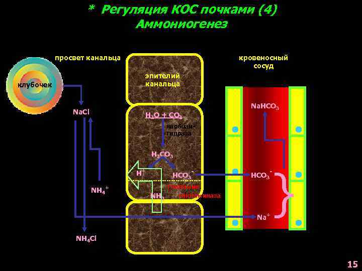 * Регуляция КОС почками (4) Аммониогенез просвет канальца кровеносный сосуд эпителий канальца клубочек Na.