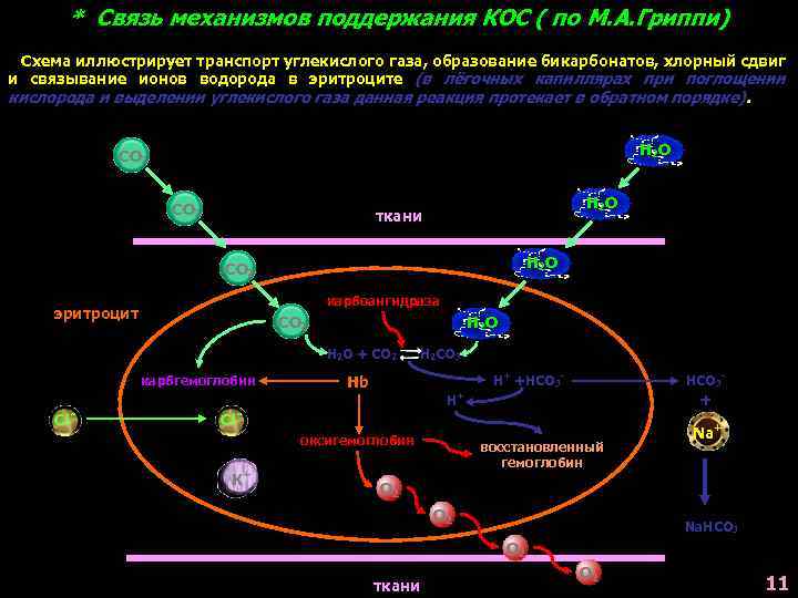 * Связь механизмов поддержания КОС ( по М. А. Гриппи) Схема иллюстрирует транспорт углекислого