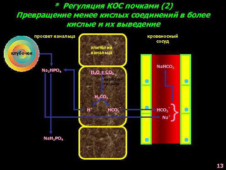 * Регуляция КОС почками (2) Превращение менее кислых соединений в более кислые и их