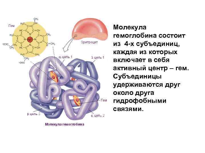 Молекула гемоглобина состоит из 4 -х субъединиц, каждая из которых включает в себя активный