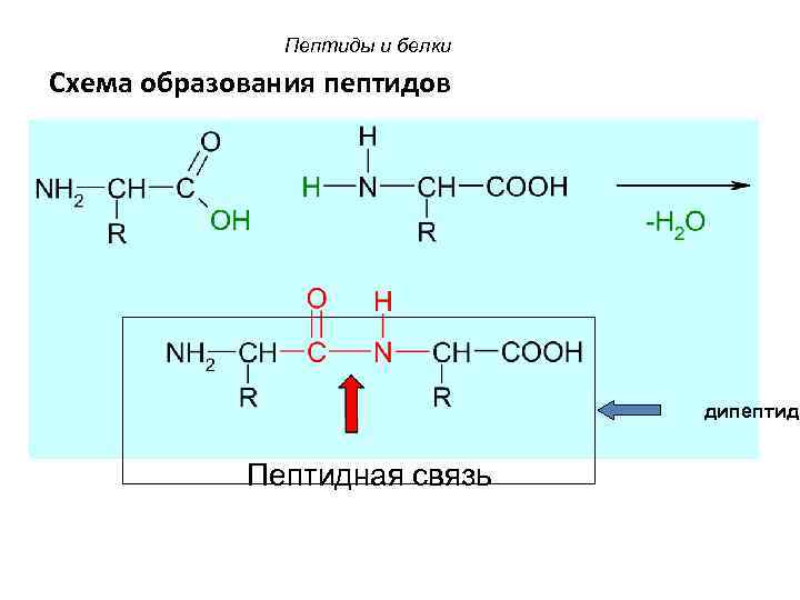 Образование пептидной связи