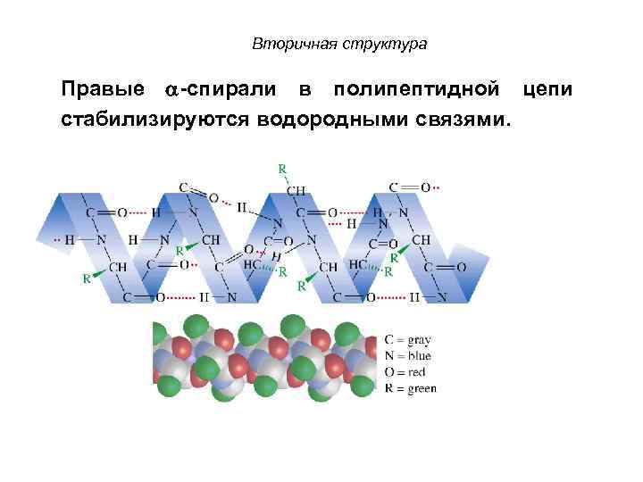 Вторичная структура Правые -спирали в полипептидной цепи стабилизируются водородными связями. 