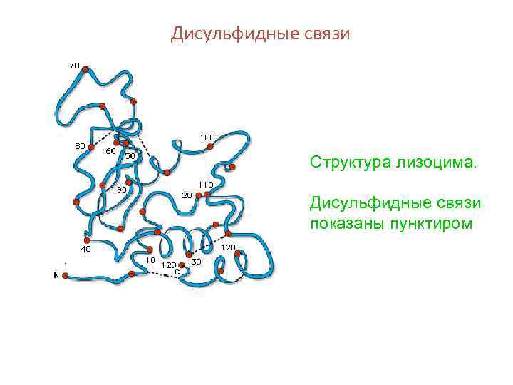 Дисульфидные связи Структура лизоцима. Дисульфидные связи показаны пунктиром 