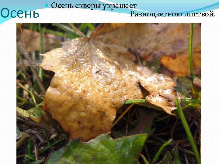 Осень скверы украшает Разноцветною листвой. 