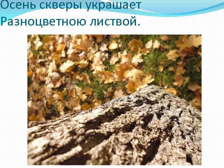 Осень скверы украшает Разноцветною листвой. 