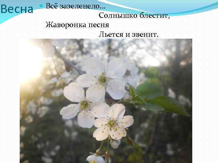 Весна Всё зазеленело. . . Солнышко блестит, Жаворонка песня Льется и звенит. 