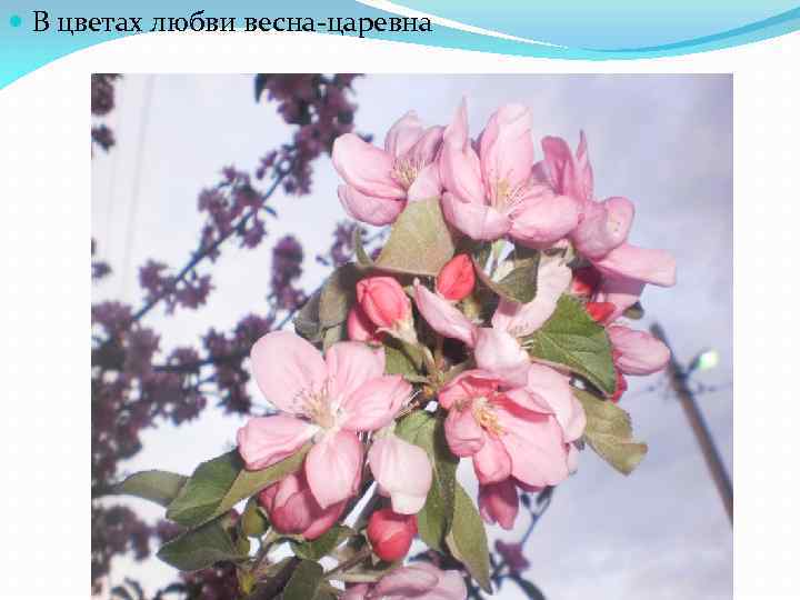  В цветах любви весна-царевна 