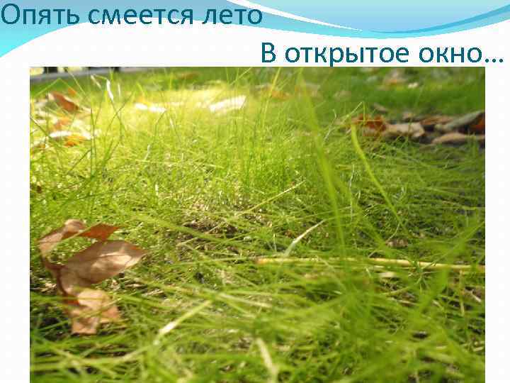 Опять смеется лето В открытое окно… 