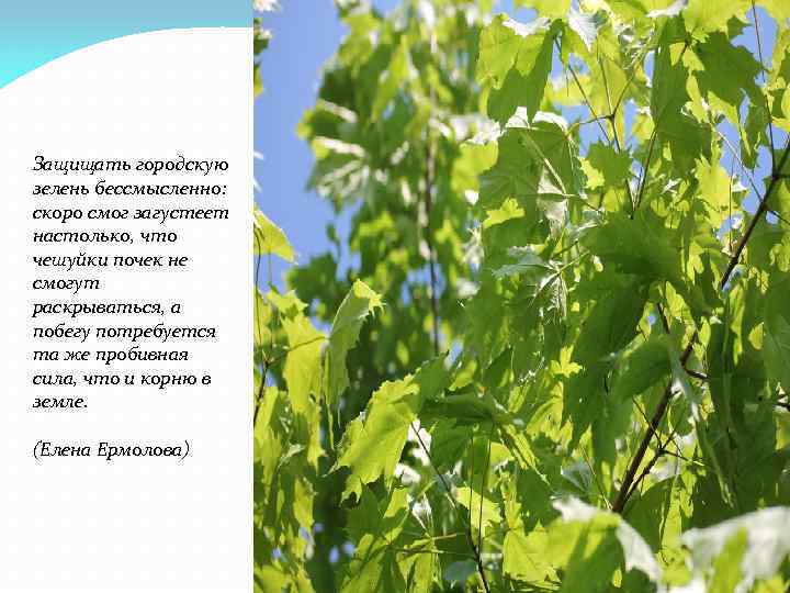 Защищать городскую зелень бессмысленно: скоро смог загустеет настолько, что чешуйки почек не смогут раскрываться,