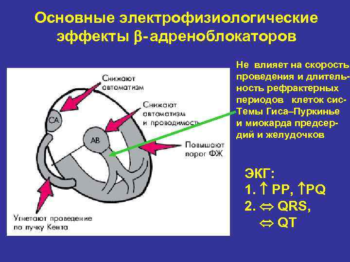 Основные электрофизиологические эффекты - адреноблокаторов Не влияет на скорость проведения и длительность рефрактерных периодов