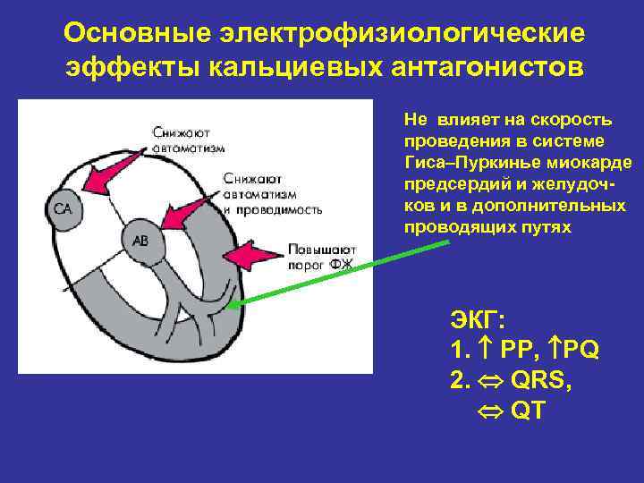Основные электрофизиологические эффекты кальциевых антагонистов Не влияет на скорость проведения в системе Гиса–Пуркинье миокарде