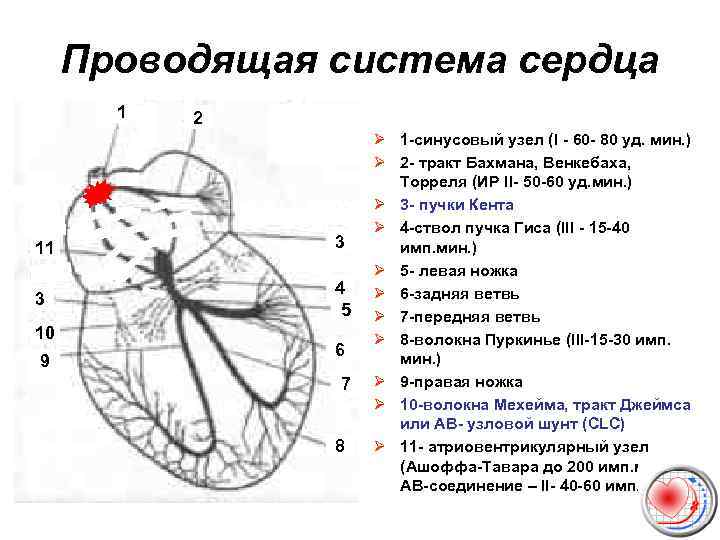 Проводящая система сердца 1 2 11 3 3 4 5 10 9 6 7