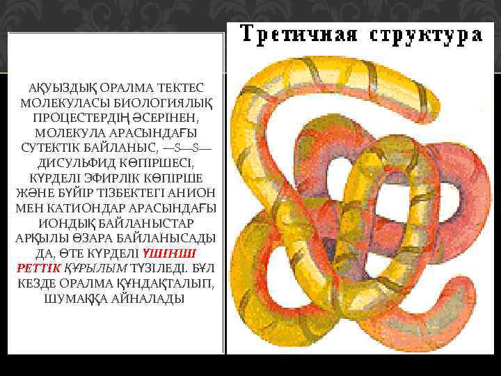 АҚУЫЗДЫҚ ОРАЛМА ТЕКТЕС МОЛЕКУЛАСЫ БИОЛОГИЯЛЫҚ ПРОЦЕСТЕРДІҢ ӘСЕРІНЕН, МОЛЕКУЛА АРАСЫНДАҒЫ СУТЕКТІК БАЙЛАНЫС, —S—S— ДИСУЛЬФИД КӨПІРШЕСІ,