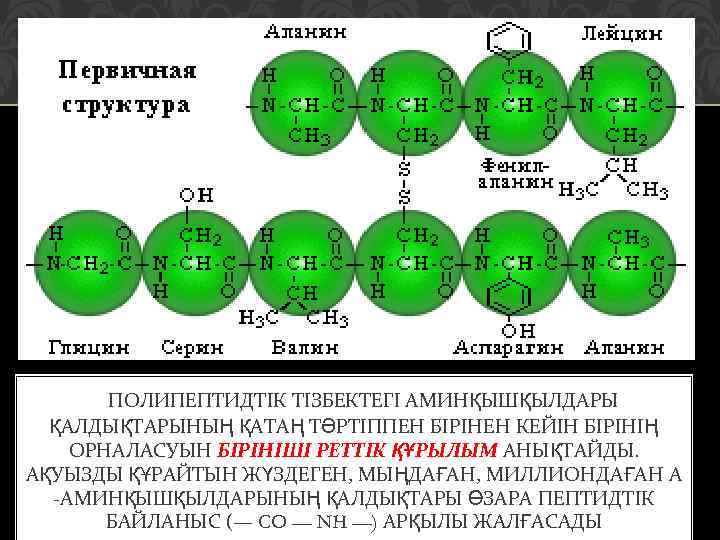 ПОЛИПЕПТИДТІК ТІЗБЕКТЕГІ АМИНҚЫШҚЫЛДАРЫ ҚАЛДЫҚТАРЫНЫҢ ҚАТАҢ ТӘРТІППЕН БІРІНЕН КЕЙІН БІРІНІҢ ОРНАЛАСУЫН БІРІНІШІ РЕТТІК ҚҰРЫЛЫМ АНЫҚТАЙДЫ.