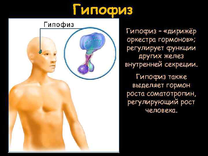 Гипофиз – «дирижёр оркестра гормонов» ; регулирует функции других желез внутренней секреции. Гипофиз также