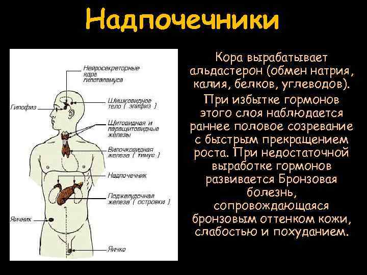 Какие железы вырабатывают гормоны. Железы внутренней секреции регулируют процесс полового созревания. Железа внутренней секреции, вырабатывающая гормон роста. Функции желез внутренней секреции гормоны и половое созревание. Избыток гормонов половых желез.