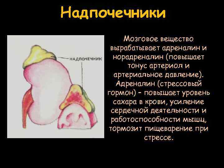 Определи рисунок на котором изображена железа вырабатывающая гормон адреналин