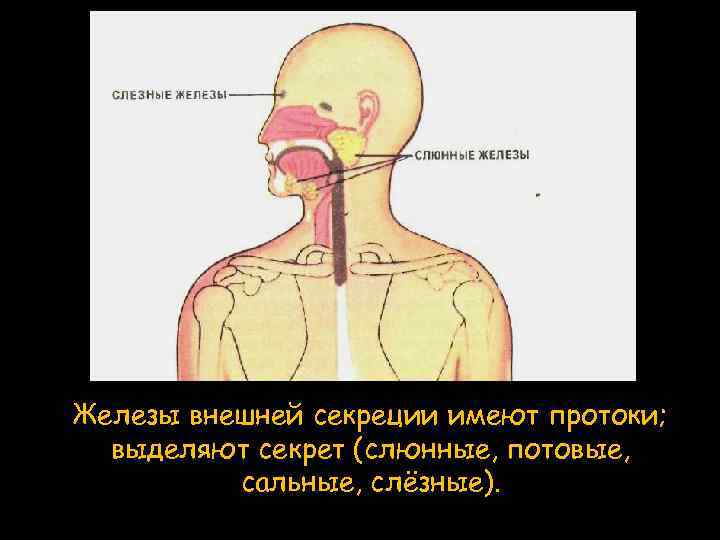 Железы внешней секреции имеют протоки; выделяют секрет (слюнные, потовые, сальные, слёзные). 