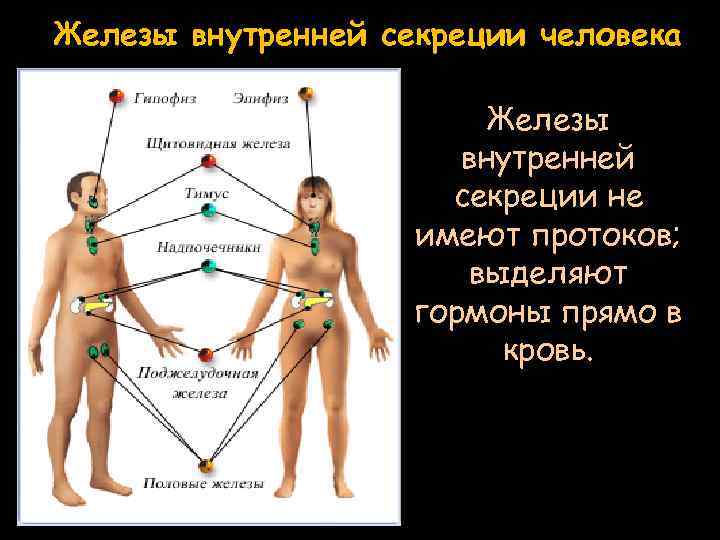 Железы внутренней секреции человека Железы внутренней секреции не имеют протоков; выделяют гормоны прямо в