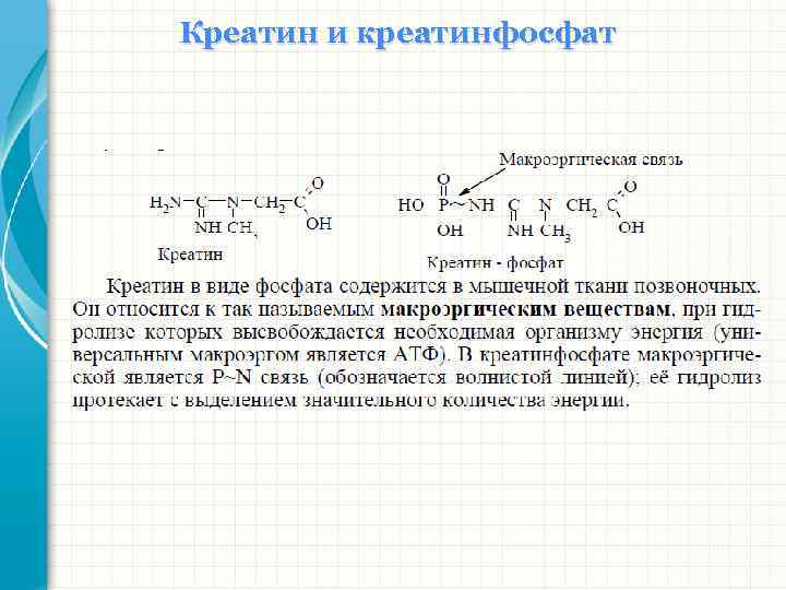 Креатин и креатинфосфат 