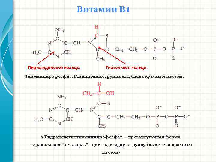 Витамин В 1 Пиримидиновое кольцо. Тиазольное кольцо. Тиаминпирофосфат. Реакционная группа выделена красным цветом. а-Гидроксиэтилтиаминпирофосфат