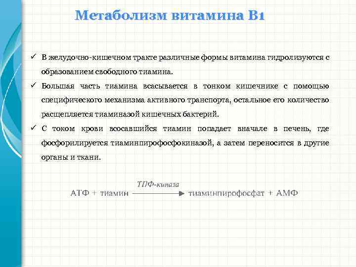 Метаболизм витамина В 1 ü В желудочно-кишечном тракте различные формы витамина гидролизуются с образованием