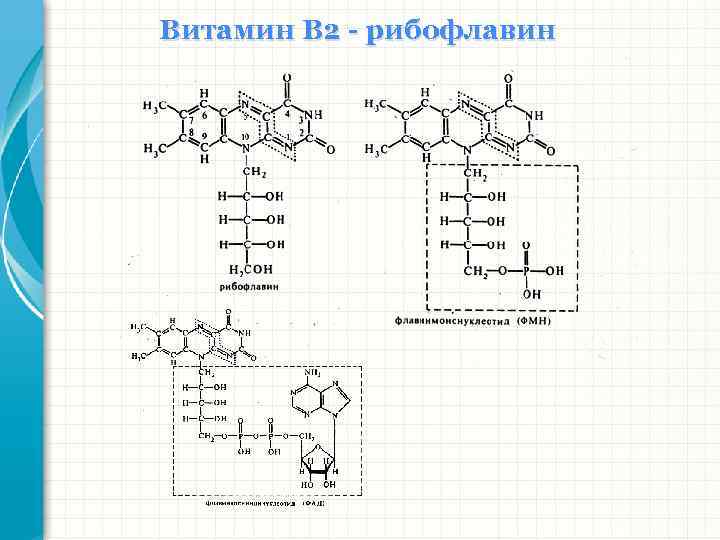 Витамин В 2 - рибофлавин 