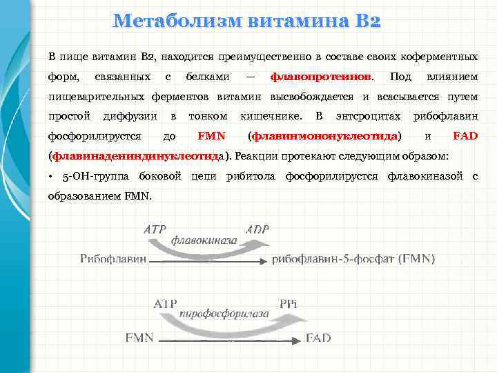 Метаболизм витамина В 2 В пище витамин В 2, находится преимущественно в составе своих