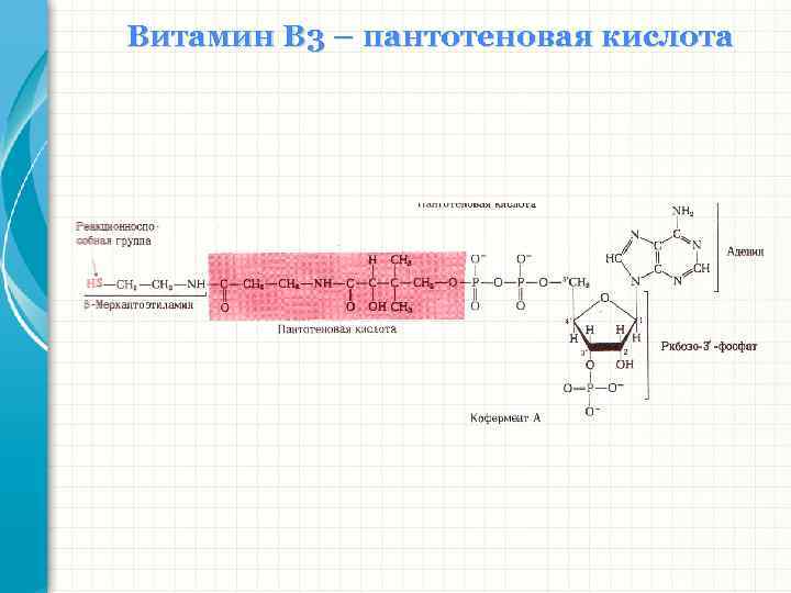 Витамин В 3 – пантотеновая кислота 