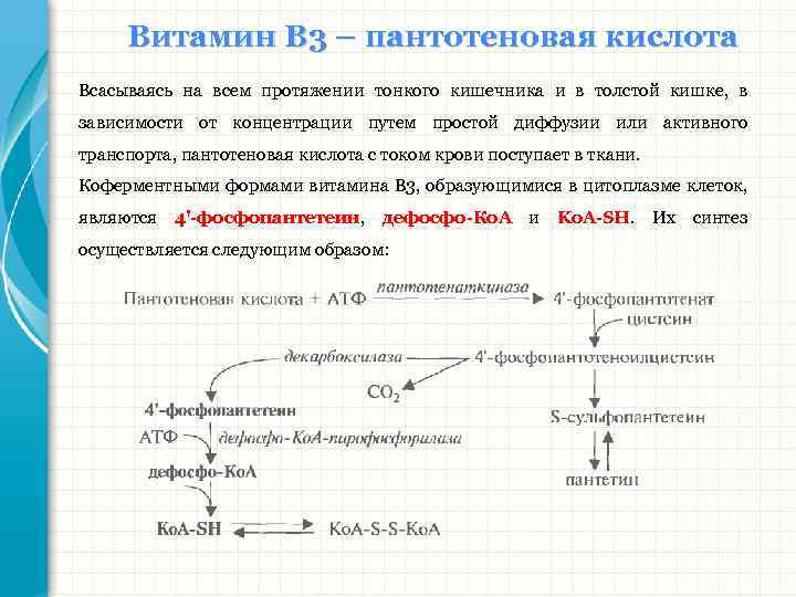 Витамин В 3 – пантотеновая кислота Всасываясь на всем протяжении тонкого кишечника и в