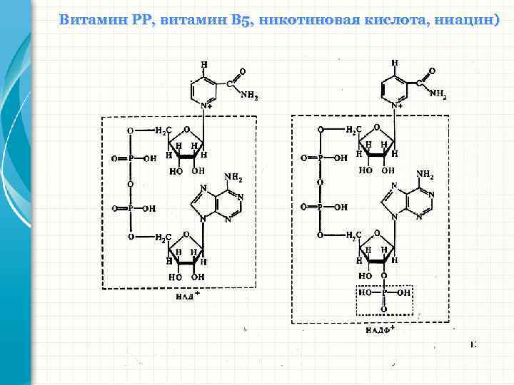 Витамин РР, витамин В 5, никотиновая кислота, ниацин) 