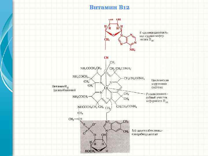 Витамин В 12 