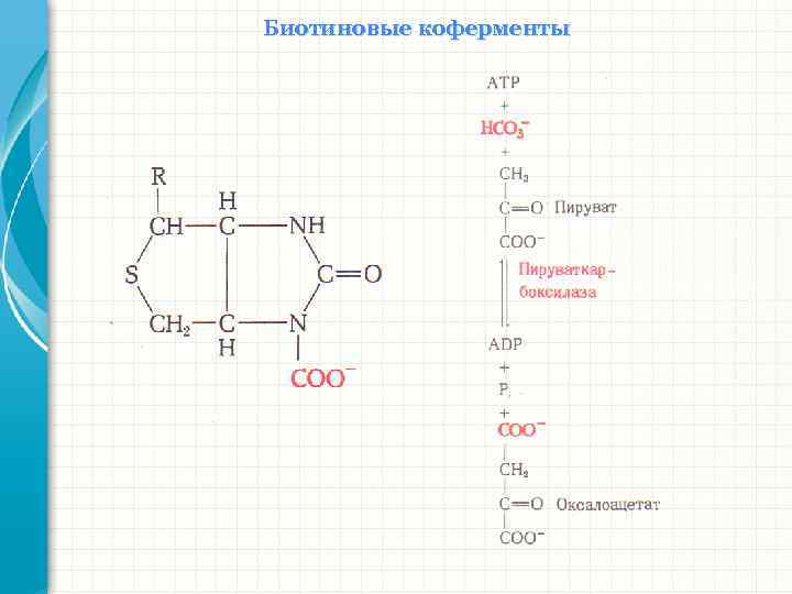 Биотиновые коферменты 