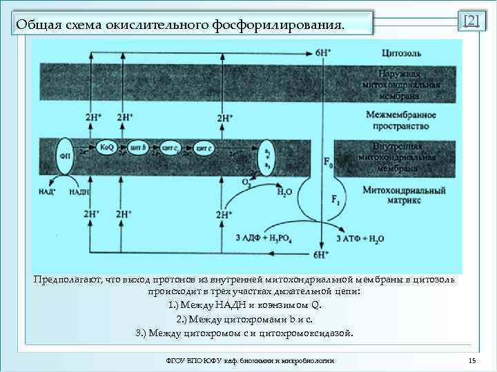 Схема полной цепи митохондриального окисления