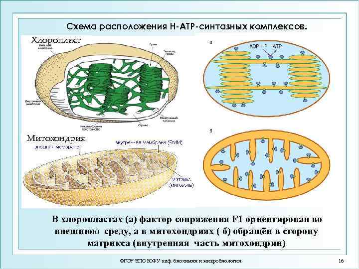 Схема расположения H-ATP-синтазных комплексов. Хлоропласт Митохондрия В хлоропластах (а) фактор сопряжения F 1 ориентирован