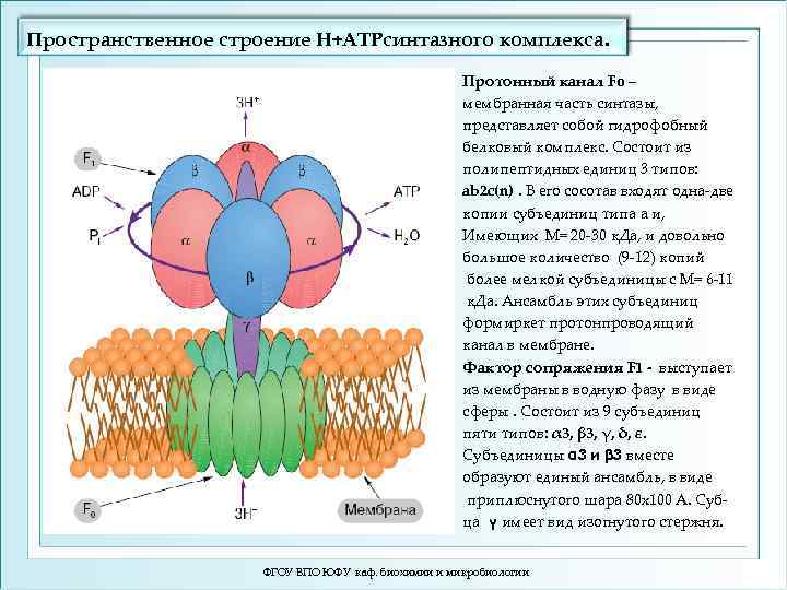 Пространственное строение H+ATPсинтазного комплекса. Протонный канал Fo – мембранная часть синтазы, представляет собой гидрофобный