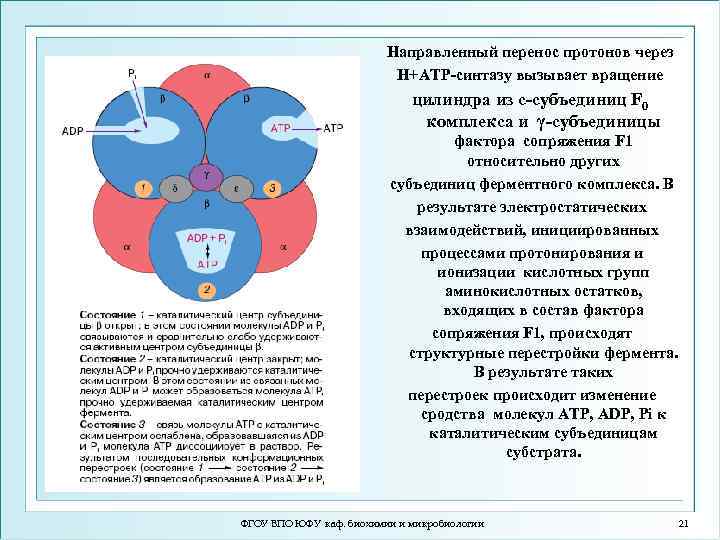 Направленный перенос протонов через H+ATP-синтазу вызывает вращение цилиндра из с-субъединиц F 0 комплекса и