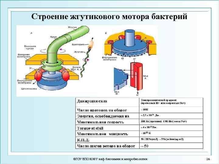 Жгутиковая бактерия фото