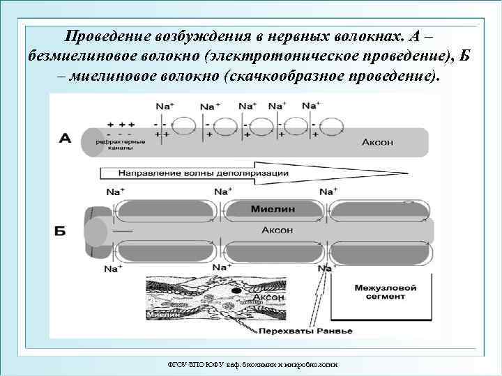 Проведение возбуждения в нервных волокнах. А – безмиелиновое волокно (электротоническое проведение), Б – миелиновое