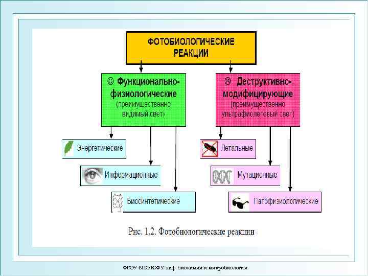 ФГОУ ВПО ЮФУ каф. биохимии и микробиологии 