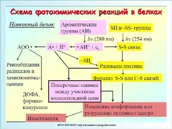 ФГОУ ВПО ЮФУ каф. биохимии и микробиологии 