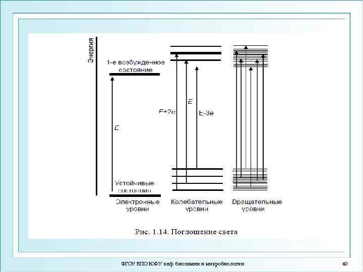 ФГОУ ВПО ЮФУ каф. биохимии и микробиологии 40 
