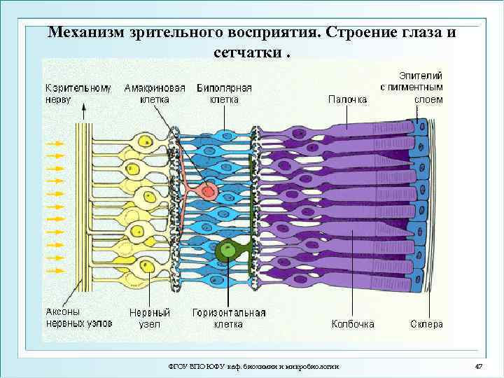 Механизм зрительного восприятия. Строение глаза и сетчатки. ФГОУ ВПО ЮФУ каф. биохимии и микробиологии