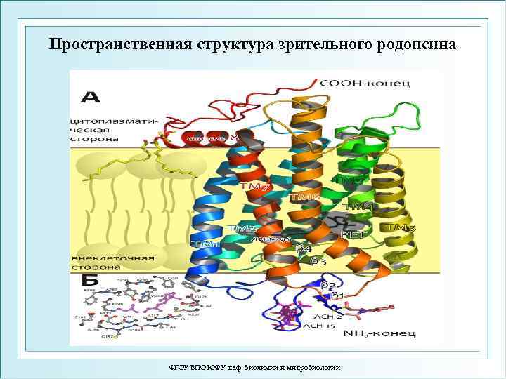 Пространственная структура зрительного родопсина ФГОУ ВПО ЮФУ каф. биохимии и микробиологии 