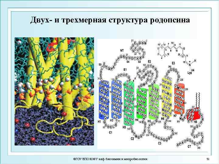 Двух- и трехмерная структура родопсина ФГОУ ВПО ЮФУ каф. биохимии и микробиологии 51 
