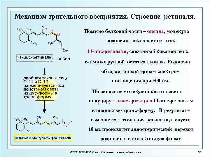 Механизм зрительного восприятия. Строение ретиналя. Помимо белковой части – опсина, молекула родопсина включает остаток
