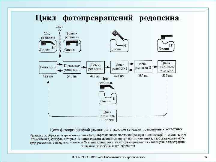 Цикл фотопревращений родопсина. ФГОУ ВПО ЮФУ каф. биохимии и микробиологии 53 