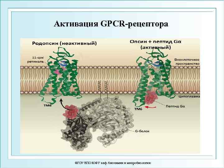 Активация GPCR-рецептора ФГОУ ВПО ЮФУ каф. биохимии и микробиологии 